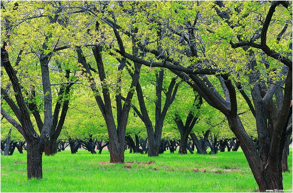 过寿放花需注意 炮竹伤人要赔偿--驻马店广视网