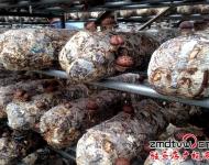 泌阳县华泉农业开发有限公司位于泌阳县羊册镇，该公司正是在泌阳县当地党委政府的帮助下，建立起来的标准化香菇种植基地，该基地共有10余个香菇标准化生产大棚，该棚采用自动化控温，自动化管理，效益也是普通香菇种植大棚的2-3倍。