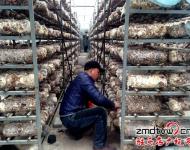 近年来，泌阳县努力把食用菌产业打造成生态、健康的产业，并做大做强，引领农民增收，农业增效。为进一步发展食用菌产业，提高土地利用率和整体种植效益，泌阳县鼓励引导种植户在生产上标准化，在栽培上基地化，在设施上现代化，并积极帮助种植户、种植大户、食用菌种植合作社协调土地、资金、技术等发展壮大食用菌产业。