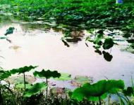 乡村荷韵（图/高永强）