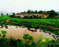 乡村荷韵（图/高永强）