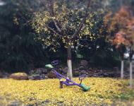 黄淮秋韵（图/高永强）