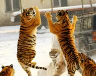 哈尔滨东北虎林园猛虎抢食（图/秋天）