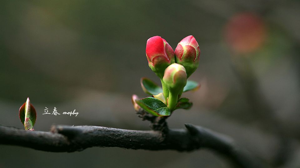 立春有三候:东风解冻 蛰虫始振 鱼陡负冰