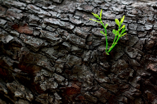 立春有三候:东风解冻 蛰虫始振 鱼陡负冰