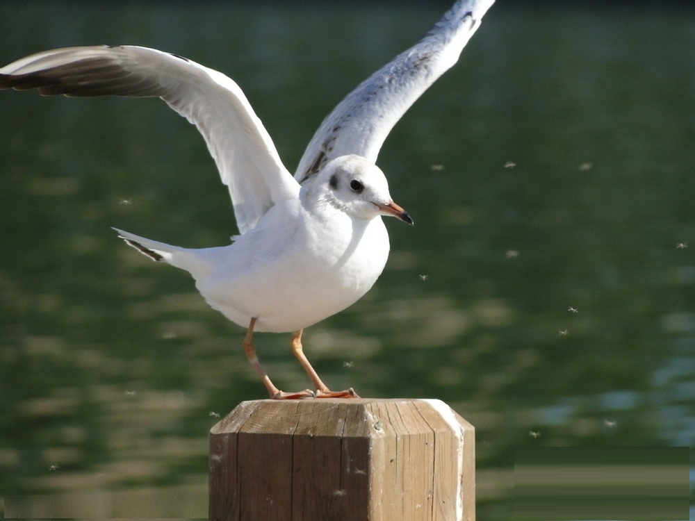 乳鸽的营养价值