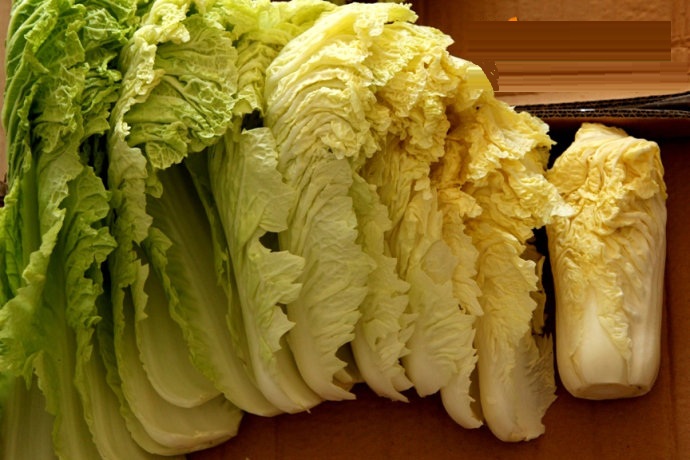 东北酸菜的腌制方法--驻马店广视网--驻马店广