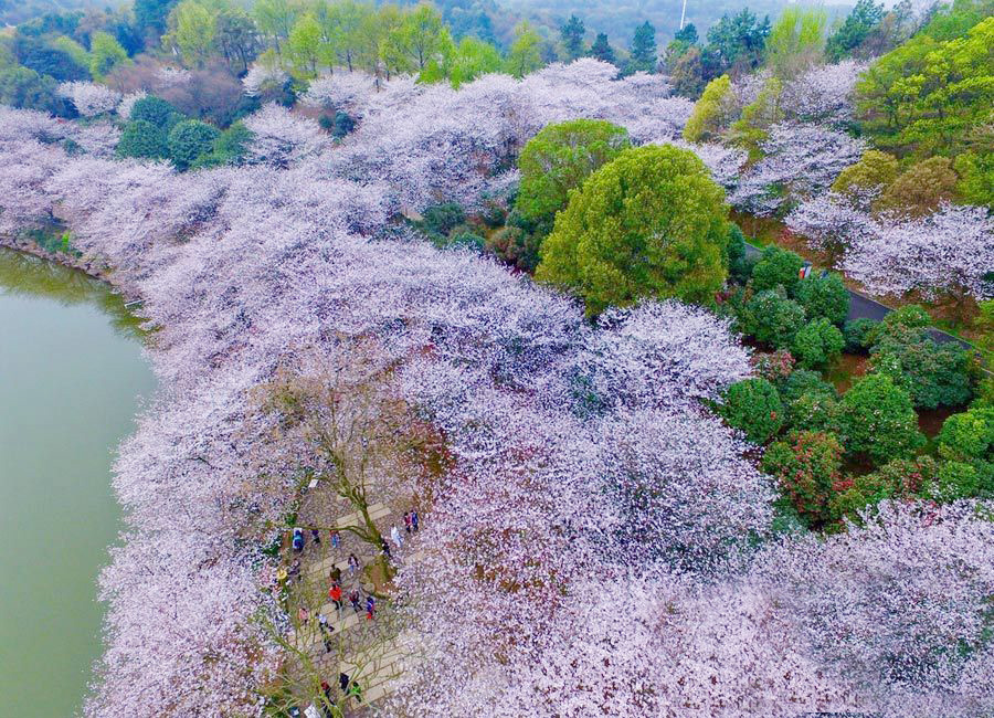 长沙樱花绚烂绽放 如诗如画--驻马店广视网--驻