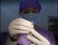 缝合（摄影/张爱武）