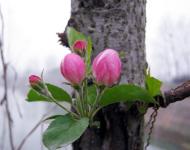 这个春天邀你正阳来赏花