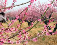 这个春天邀你正阳来赏花