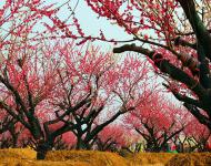 这个春天邀你正阳来赏花