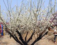 这个春天邀你正阳来赏花