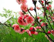 又是一年春光美，田野无处不飞花。桃花、梨花、油菜花、樱花、李花、……醉人花海谁最美?田野花仙个个佳。