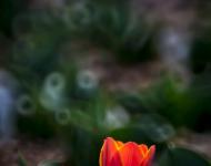 驻马店嵖岈山郁金香——折返镜头拍摄手法