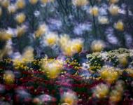 驻马店嵖岈山郁金香——折返镜头拍摄手法