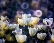 驻马店嵖岈山郁金香——折返镜头拍摄手法