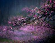 四月赏花地 最美驻马店桃花沟（摄影/张爱武）