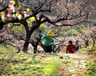 四月是驻马店最美的季节，到处是花的海洋，让我们走出家门、放飞心情，跟随驻马店摄影家协会副主席张爱武的镜头感受驻马店最美的桃花沟，（摄影/张爱武）