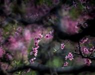 四月赏花地 最美驻马店桃花沟（摄影/张爱武）