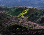 四月赏花地 最美驻马店桃花沟（摄影/陈光）