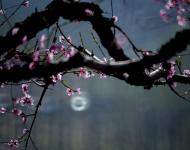 四月赏花地 最美驻马店桃花沟（摄影/张爱武）