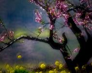 四月赏花地 最美驻马店桃花沟（摄影/张爱武）