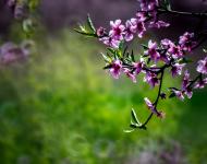 四月赏花地 最美驻马店桃花沟（摄影/张爱武）