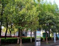 雨后的驻马店新区到处充满春的气息，