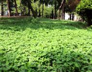 一场持续降雨后呈现在每个市民眼中的都是绿意和花的世界。