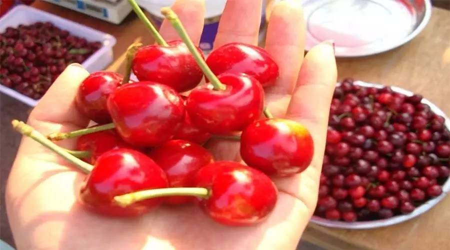 吃了5颗樱桃立刻被毒晕！大驻马人吃樱桃时一定要牢记这些禁忌！