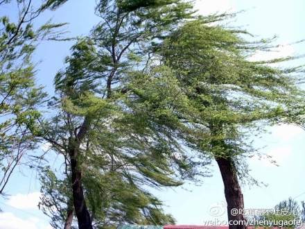大驻马未来24小时将迎7级大风，出门一定要注意防范/烧烤调料名单公布
