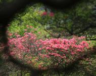 杜鹃花又名映山红，被誉为“花中西施”