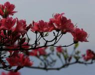 杜鹃花又名映山红，被誉为“花中西施”