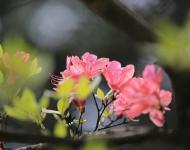 杜鹃花又名映山红，被誉为“花中西施”