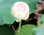 凌波仙子静中芳，也带酣红学醉妆