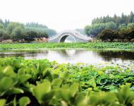 古柳垂堤风淡淡，新荷漫沼叶田田。