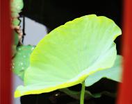 泥根玉雪元无染，风叶青葱亦自香