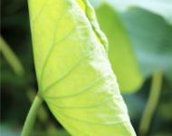 莲花未开时，芳心卷未舒。