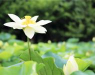 湖水经秋平似镜，莲花破晓白如霜。