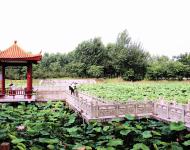 曲曲折折的荷塘上面，弥望的是田田的叶子