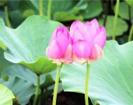 下有并根藕，上有并头莲。