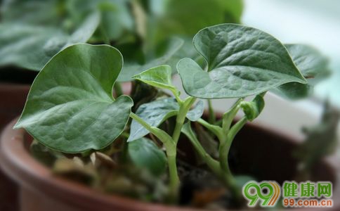 鱼腥草泡水喝的功效--驻马店新闻--驻马店广视