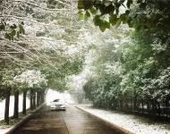 你是不是也没想到，每天走的大道在摄影师的镜头下，有了雪花的衬托，竟也可以如此唯美！