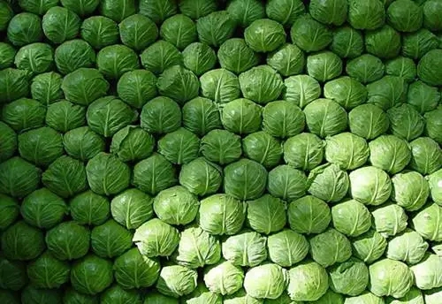 2元钱一斤的它是“血栓斑块清理工”、胃部天然药，一用一个准！