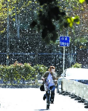 漫天飞雪口罩热销 防柳絮杨絮过敏多吃蔬果-