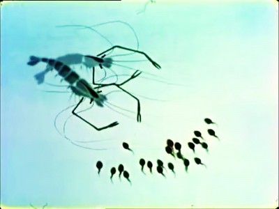 《小蝌蚪找妈妈》源于陈毅一句话 曾轰动全世