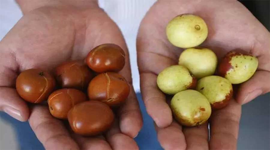 驻马店人注意！这种大枣，再甜再红都不要买，太可怕了！