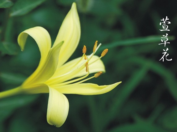 中国传统特有 母亲花 萱草花 可食可入药--驻马