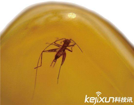 【鉴赏】奇异琥珀化石 意外记录一亿年前两只蚂蚁搏斗场景--驻马店新闻--驻马店广视网